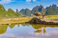 Chinese farmer with water buffalo, China. Royalty Free Stock Photo