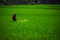 Sichuan :Chinese Farmer