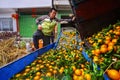 Chinese farmer working on fruit washing machine, processes harvest oranges.
