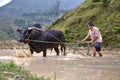 Chinese farmer works in a field ox pulling a plow. Royalty Free Stock Photo