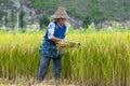 Chinese farmer works hard Royalty Free Stock Photo