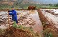 Chinese farmer works rice field Royalty Free Stock Photo