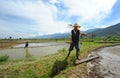 Chinese farmer works in a rice field Royalty Free Stock Photo