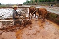 Chinese farmer works in a rice field Royalty Free Stock Photo