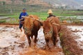 Chinese farmer works in a rice field Royalty Free Stock Photo