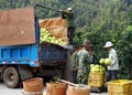 Chinese farmers loading harvest of ripe pomelo into the car