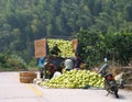 Chinese farmers loading harvest of ripe pomelo into the car Royalty Free Stock Photo