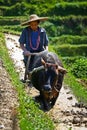 An Chinese farmers works rice field