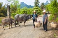 Chinese farmwomen with buffaloes and baby in basket in karst scenery near Li-River.