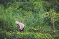 Chinese woman working in the field