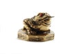 Chinese Feng Shui Money Frog-symbol of wealth Royalty Free Stock Photo