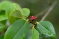 Chinese Fighazel Sycopsis tutcheri with budding red flowers Royalty Free Stock Photo