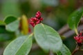 Chinese Fighazel Sycopsis tutcheri budding red flowers Royalty Free Stock Photo