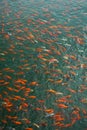 Chinese fish in a pond in China