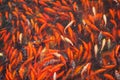 Chinese fish in a pond in China