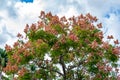 Chinese flame tree Koelreuteria bipinnata - Davie, Florida, USA