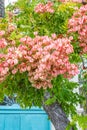 Chinese Flame Tree, Koelreuteria bipinnata, growing in the French Quarter of New Orleans Royalty Free Stock Photo