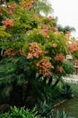 Chinese flame tree - orange blossoms on green leaves. CLose up of japanese garden bridge and plants