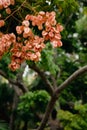 Chinese flame tree - orange blossoms on green leaves. CLose up of japanese garden bridge and plants