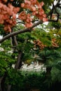 Chinese flame tree - orange blossoms on green leaves. CLose up of japanese garden bridge and plants