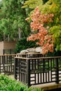 Chinese flame tree - orange blossoms on green leaves. CLose up of japanese garden bridge and plants