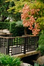 Chinese flame tree - orange blossoms on green leaves. CLose up of japanese garden bridge and plants