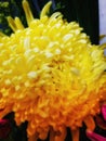 a chinese flower daisies bright yellow and green leaves