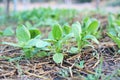 Chinese Flowering Cabbage