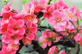 Chinese flowering crab apple