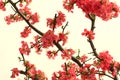 Chinese flowering crab-apple Royalty Free Stock Photo