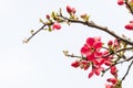 Chinese flowering crab-apple Royalty Free Stock Photo