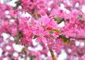 Chinese flowering crab-apple Royalty Free Stock Photo