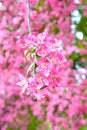 Chinese flowering crab-apple Royalty Free Stock Photo
