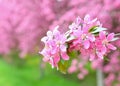 Chinese flowering crab-apple Royalty Free Stock Photo