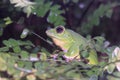 Chinese flying frog Royalty Free Stock Photo