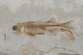 Chinese Fossil Fish Ã¯Â¼Å¡ Lycoptera Royalty Free Stock Photo