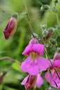 Chinese foxglove rehmannia angulata Royalty Free Stock Photo