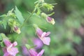 Chinese foxglove Rehmannia elata, budding flowers Royalty Free Stock Photo