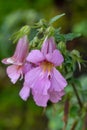 Chinese foxglove Rehmannia elata, pink-lilac flowers Royalty Free Stock Photo