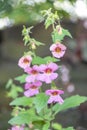 Chinese foxglove Rehmannia elata, pink flowering racemes