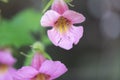 Chinese foxglove Rehmannia elata, close-up of pink flower Royalty Free Stock Photo