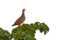 Chinese francolin bird