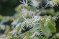 Chinese fringe flower Loropetalum chinense scented, spidery flowers