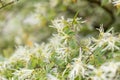 Chinese fringe flower Loropetalum chinense, white flowering shrub