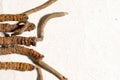 Chinese fungus cordyceps, Chinese folk medicine. Tibetan herbs and drugs are collected in the Himalayas Royalty Free Stock Photo