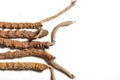 Chinese fungus cordyceps, Chinese folk medicine. Tibetan herbs and drugs are collected in the Himalayas Royalty Free Stock Photo