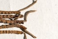 Chinese fungus cordyceps, Chinese folk medicine. Tibetan herbs and drugs are collected in the Himalayas Royalty Free Stock Photo