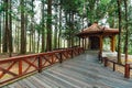 Chinese Gazebo with Japanese Cedar trees in the forest in Alishan National Forest Recreation Area in Chiayi County, Alishan. Royalty Free Stock Photo