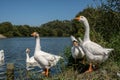 Chinese geese group portrait by a pond in summer Royalty Free Stock Photo