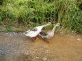 Chinese_geese Royalty Free Stock Photo